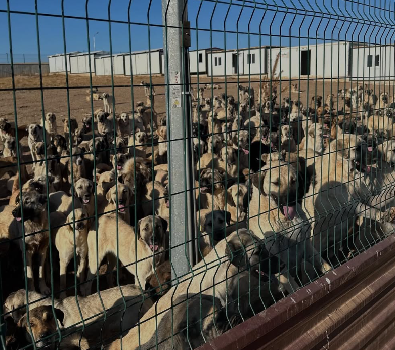 Ekran g&ouml;r&uuml;nt&uuml;s&uuml; 2025-10-06 095953